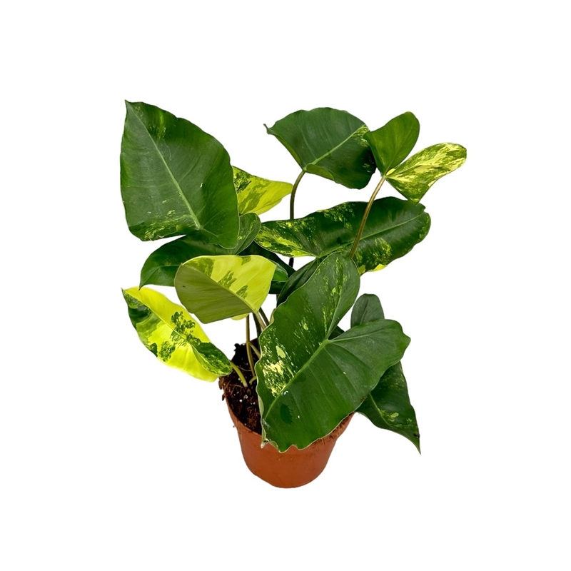 Philodendron Burle Marx Variegata Pot De Cm Coclicoh