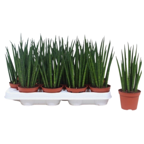 Sansevieria Mikado Pot De 8 Cm Coclicoh