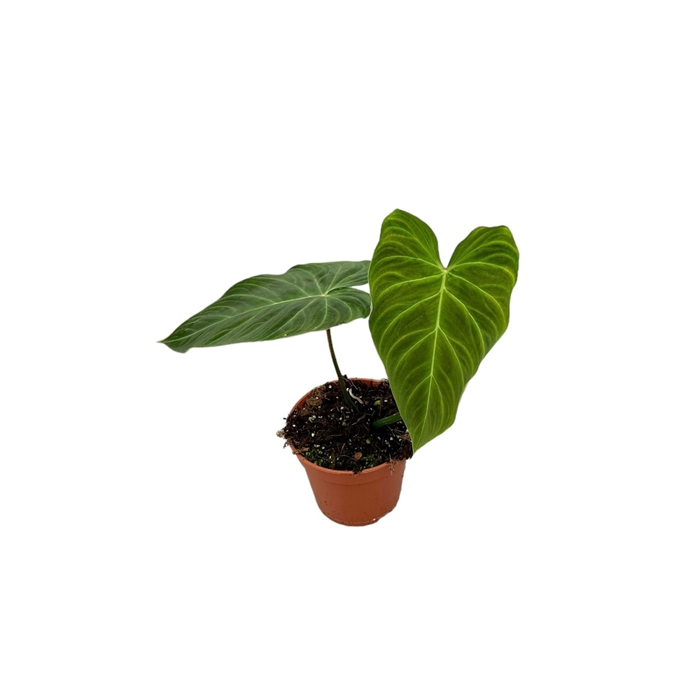 Philodendron Splendide Pot De 14 Cm Coclicoh