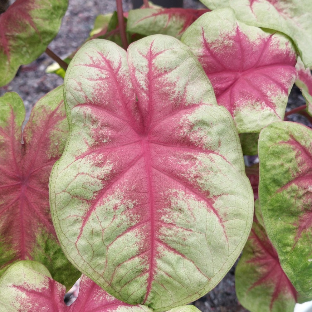 Caladium Carolyn Whorton D Corum Pot De Cm Coclicoh