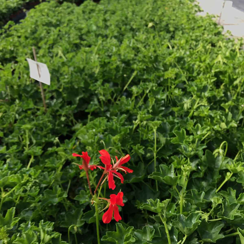 Acheter Geranium Lierre Fleurs Simples Rouge Et Autres Plantes Sur