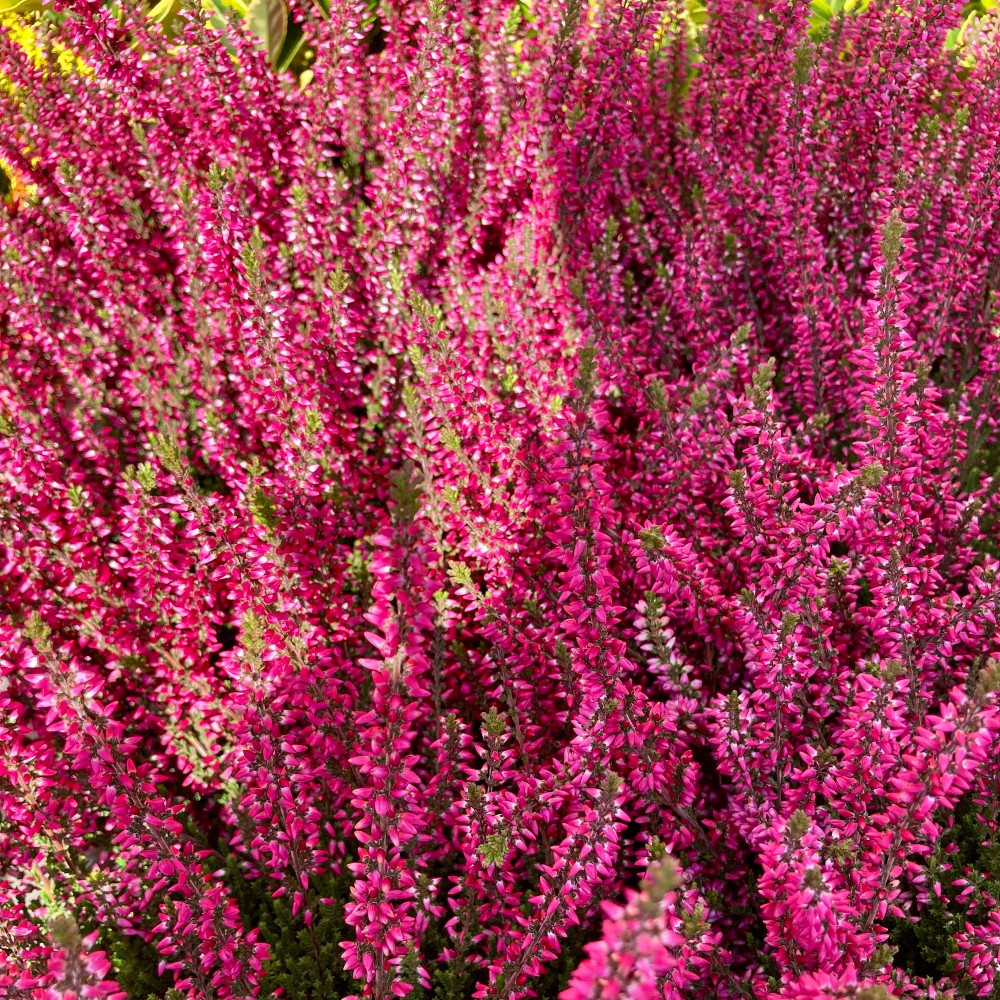 Acheter Bruyère Calluna Teintee 6 couleurs vivace pas cher sur Coclicoh