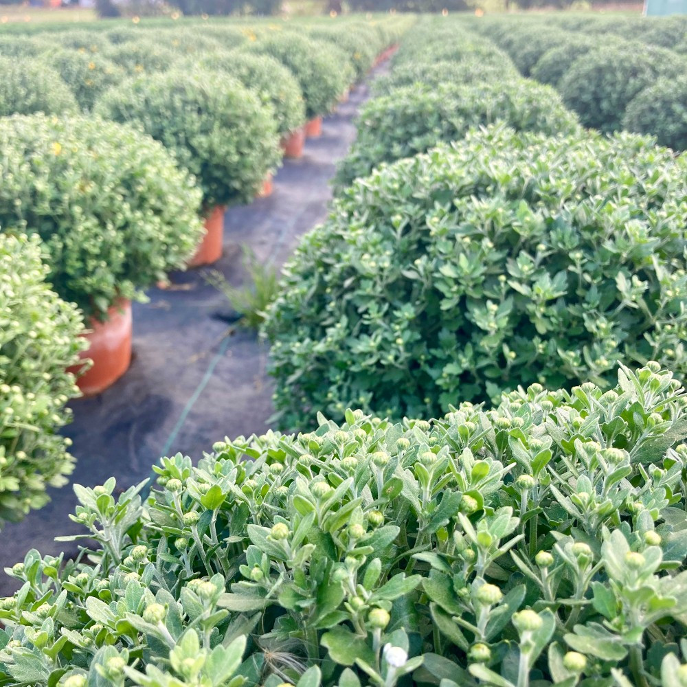 Acheter Chrysanth Me Pomponnette Blanc Pas Cher Sur Coclicoh