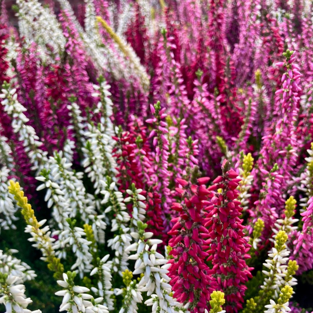 Acheter Bruy Re Calluna Tricolore Vivace Pas Cher Sur Coclicoh