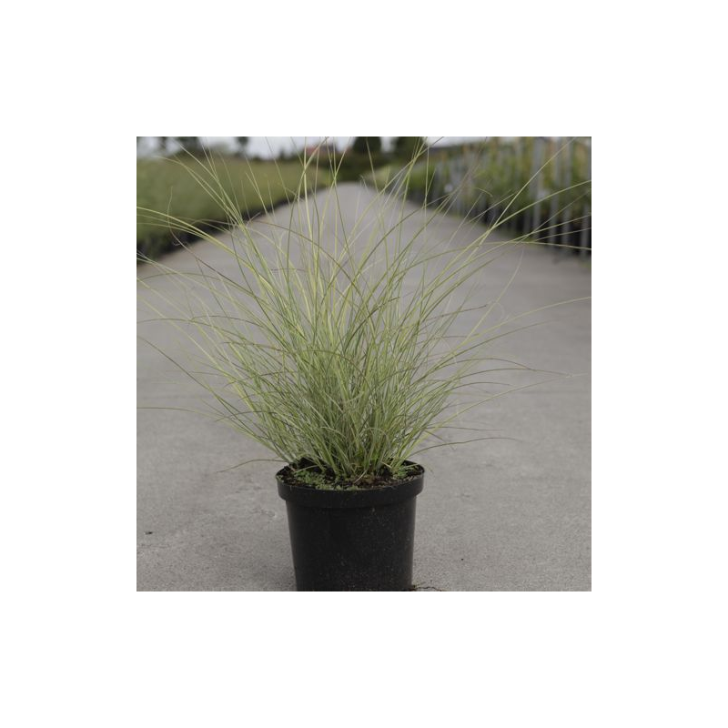 Miscanthus Sinensis Morning Light Coclicoh