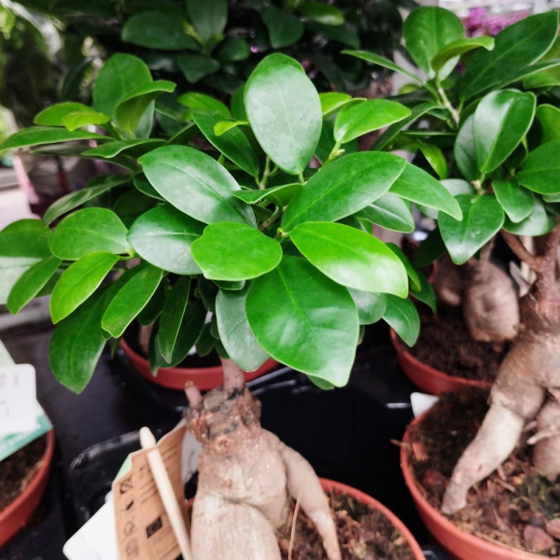 Ficus Microcarpa Ginseng P16 Coclicoh