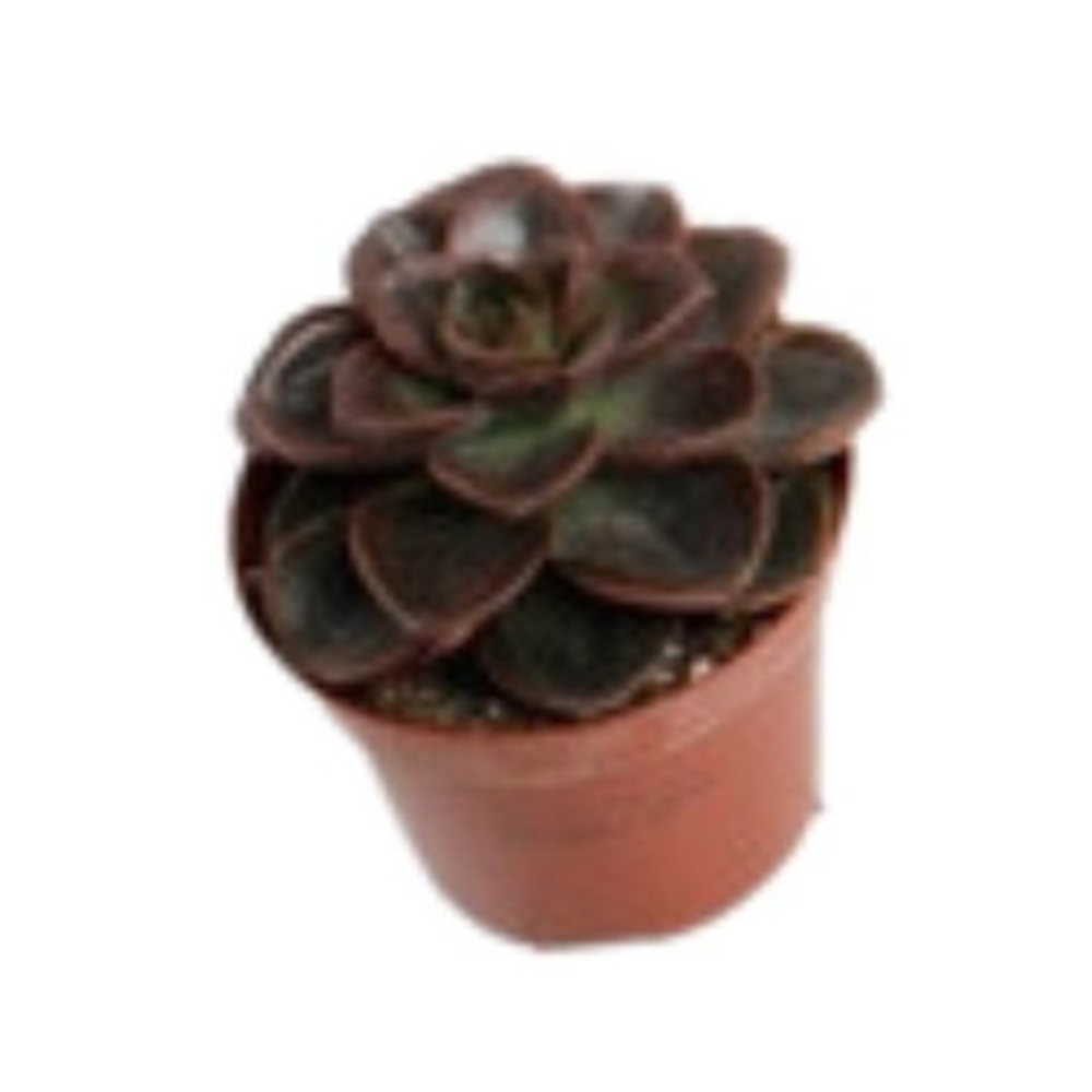 Echeveria Prince Noir Pot De Cm Coclicoh