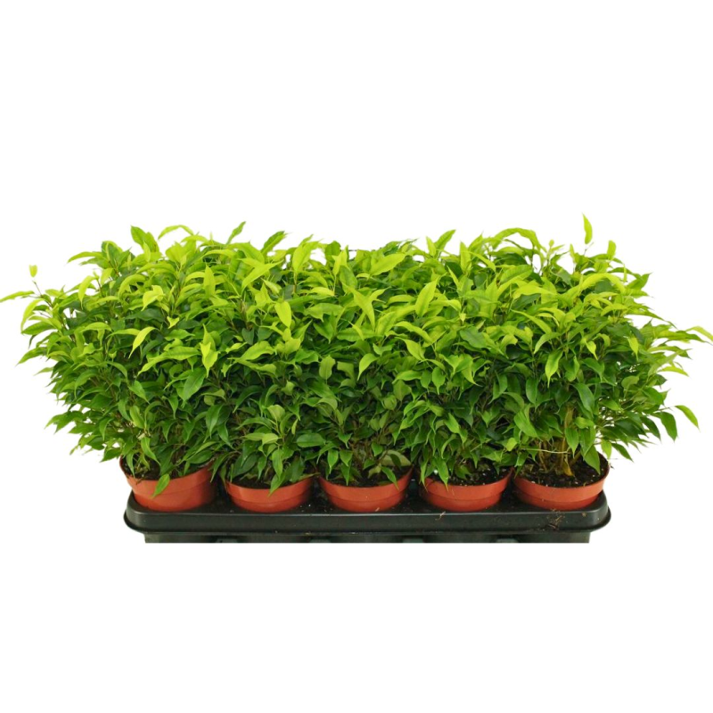Plante artificielle : Pot Ficus Natasja D.11 x H.40 cm