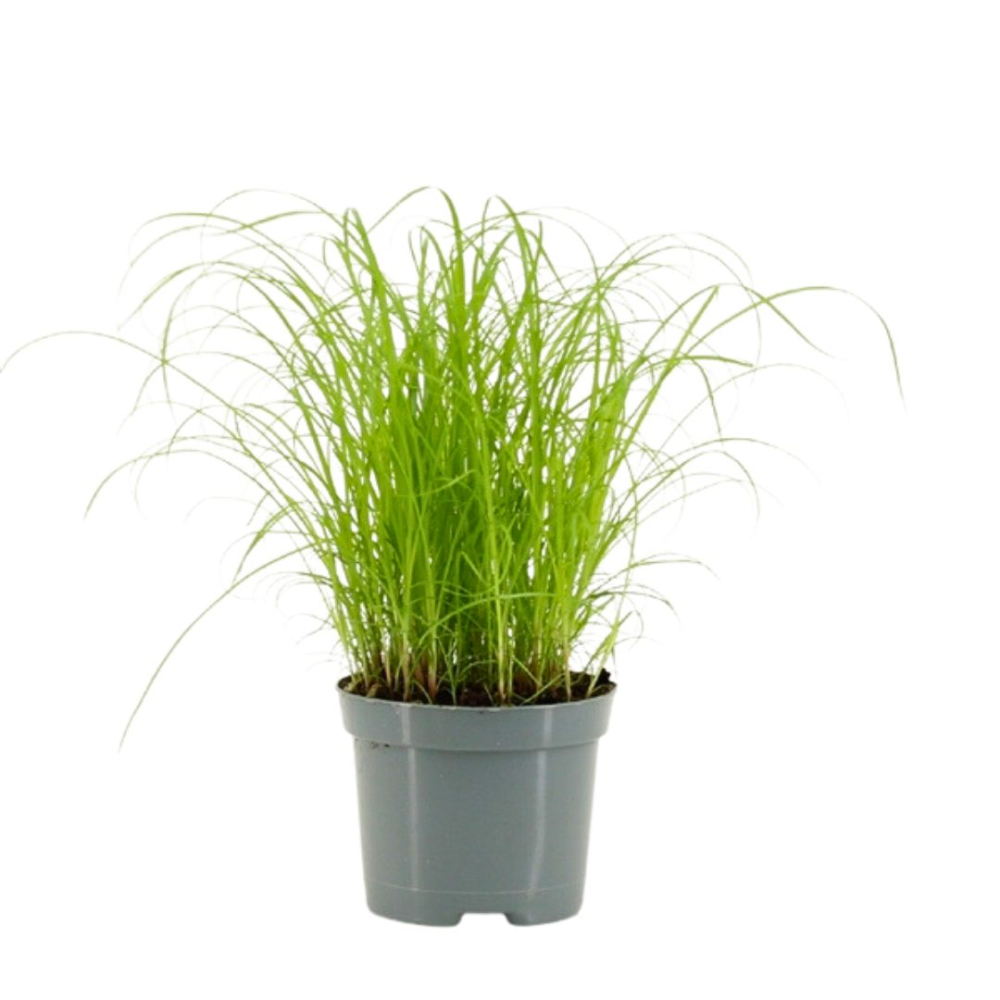 Cyperus Zumula – Herbe à chat – Plante d'intérieur dans un pot en béton  violet – Hauteur +-- 25 cm avec pot – Diamètre : 12 c - Cdiscount Jardin