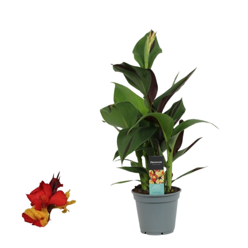 Canna Cl op tre Decorum Pot De 17 Cm