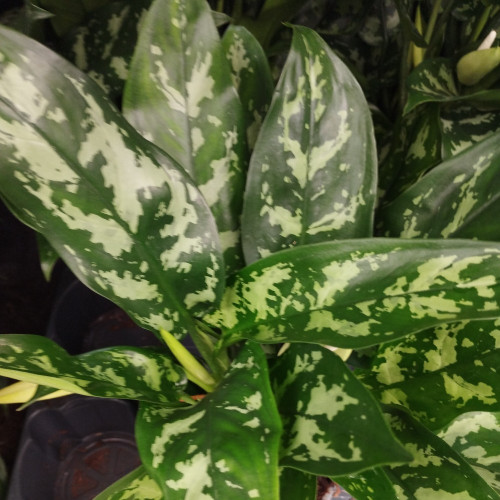 Aglaonema Coutelas - Pot De 12 Cm