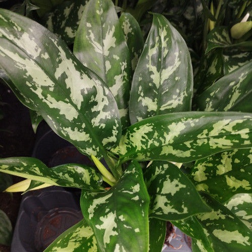 Aglaonema Coutelas - Pot De 12 Cm