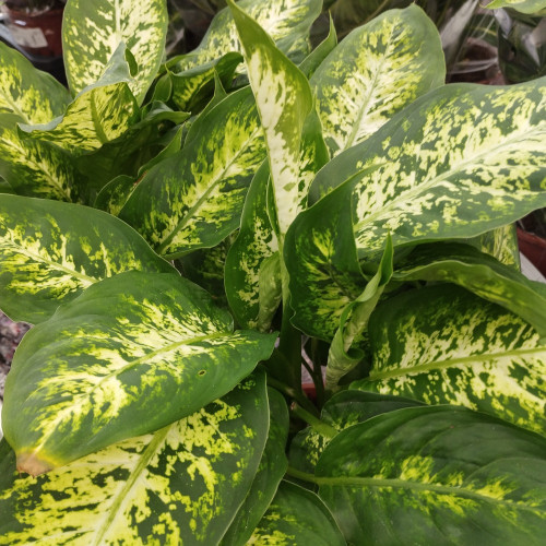 Dieffenbachia Compacte - Pot De 9 Cm