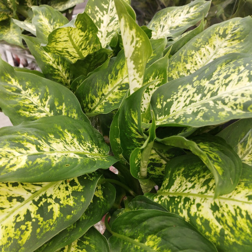 Dieffenbachia Compacte - Pot De 9 Cm