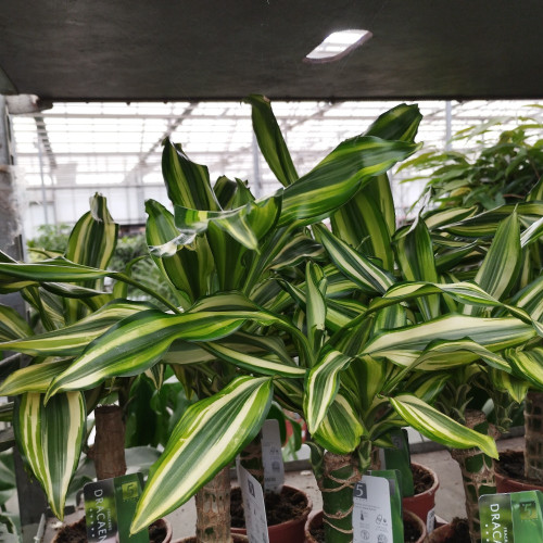 Dracaena Côte Jaune 45-20 - Pot De 17 Cm