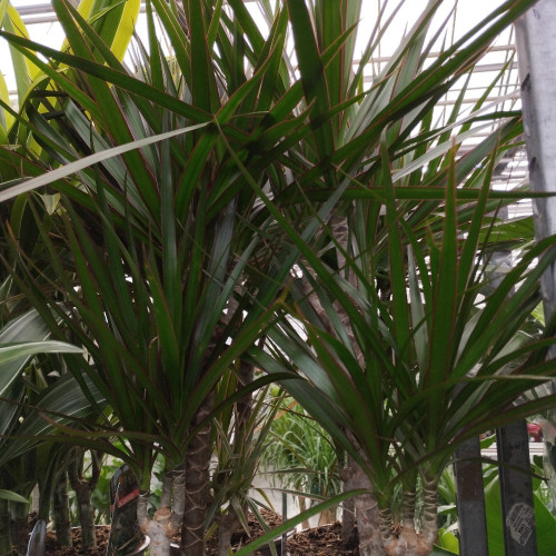 Dracaena Marginata 30-10 Air So Pure - Pot De 17 Cm