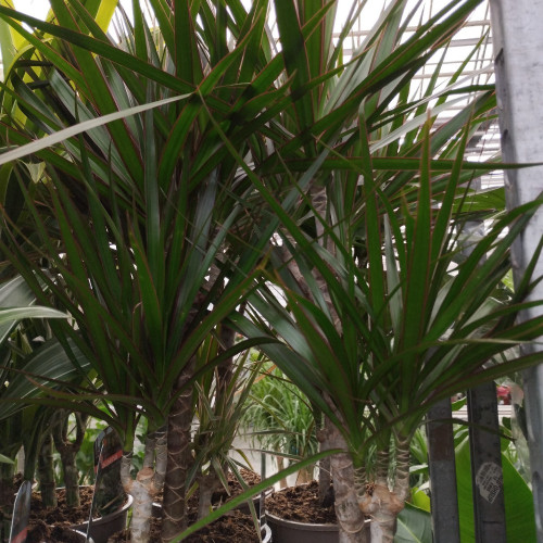 Dracaena Marginata 30-10 Air So Pure - Pot De 17 Cm