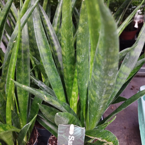 Sansevieria - Pot De 12 Cm