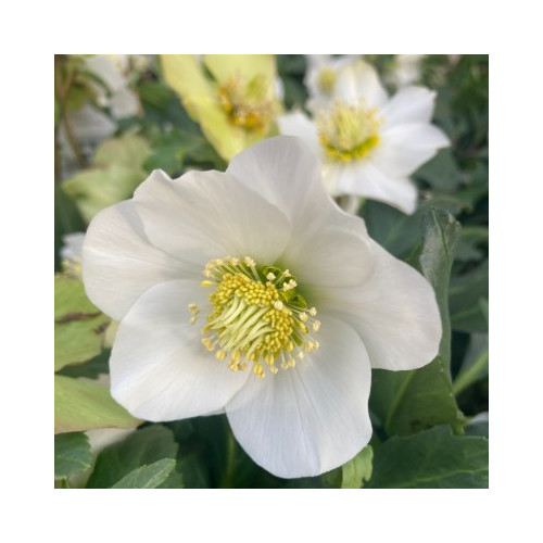 Helleborus Niger