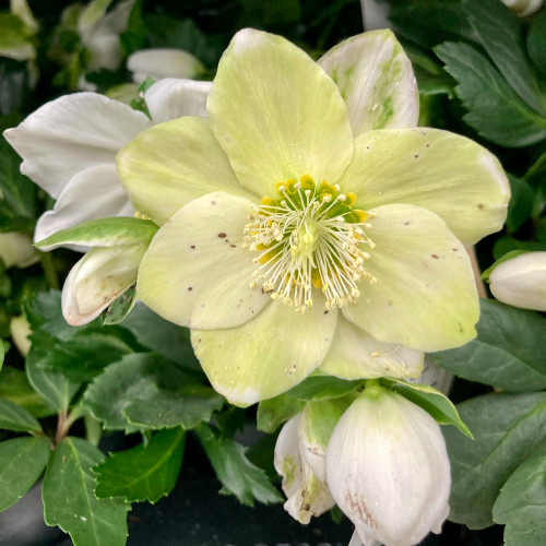 Lot de 4 Hellebore Rose de Noël