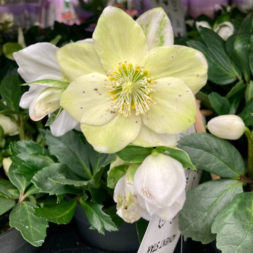 Lot de 4 Hellebore Rose de Noël