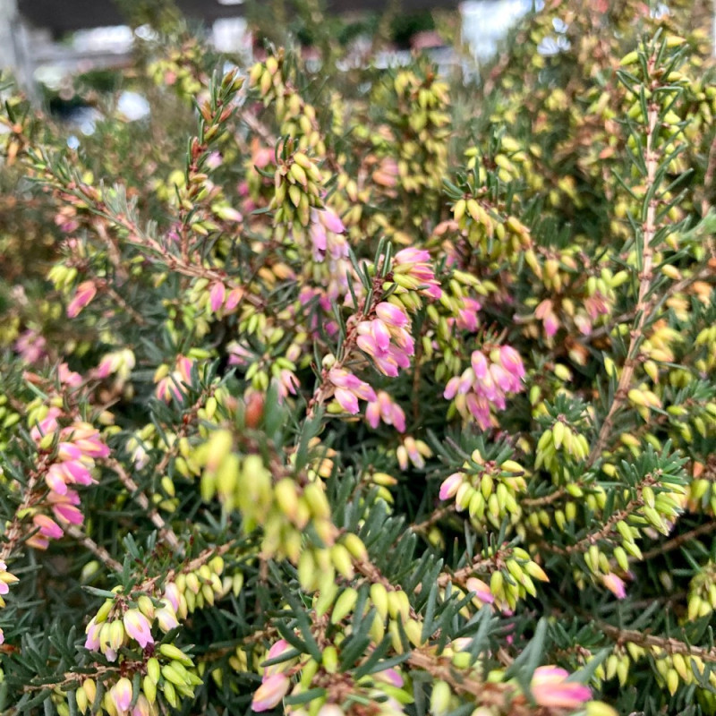 Erica Carnea rose achats avantageux sur