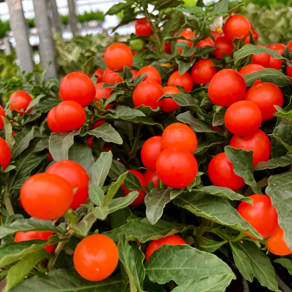 Solanum Pseudocapsicum en pot de 11cm