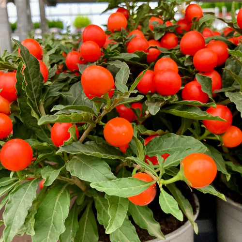 Solanum Pseudocapsicum en pot de 11cm