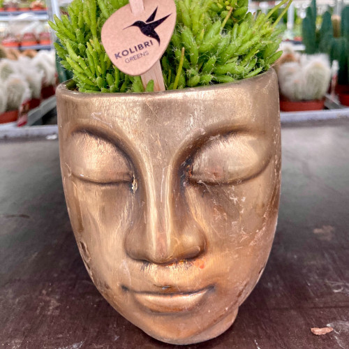 Lot de 3 Succulentes pot Zen visage