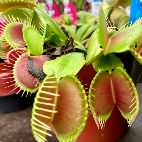 Plante Carnivore Dionaea Muscipula en pot de 12cm