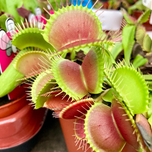 Plante Carnivore Dionaea Muscipula en pot de 12cm