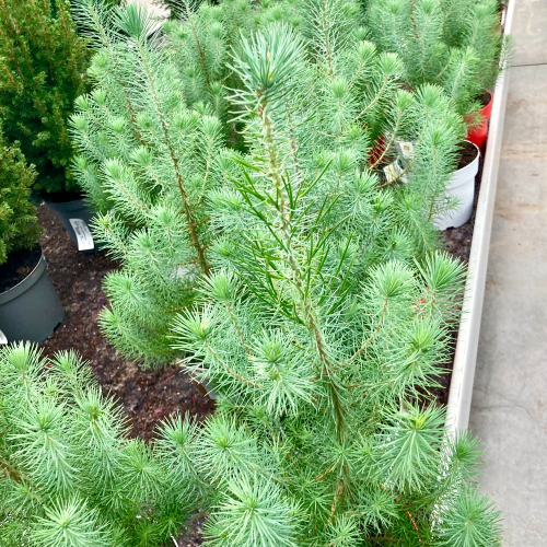 Picea Pinea en pot de 21cm