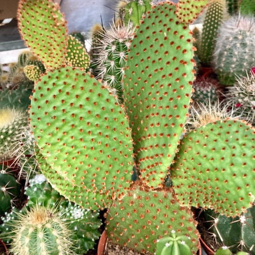 Opuntia Consulea - Pot De 12 Cm