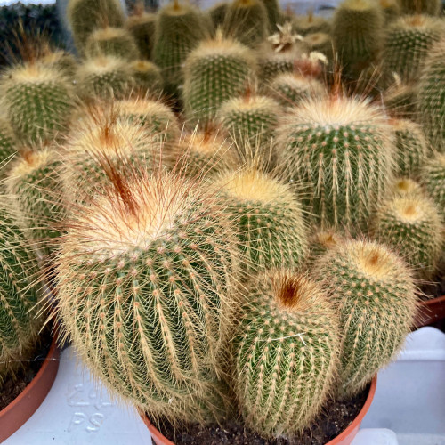 Eriocactus Leninghausii Pot Blanc - Pot De 10,5 Cm