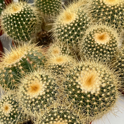 Eriocactus Leninghausii Pot Blanc - Pot De 10,5 Cm