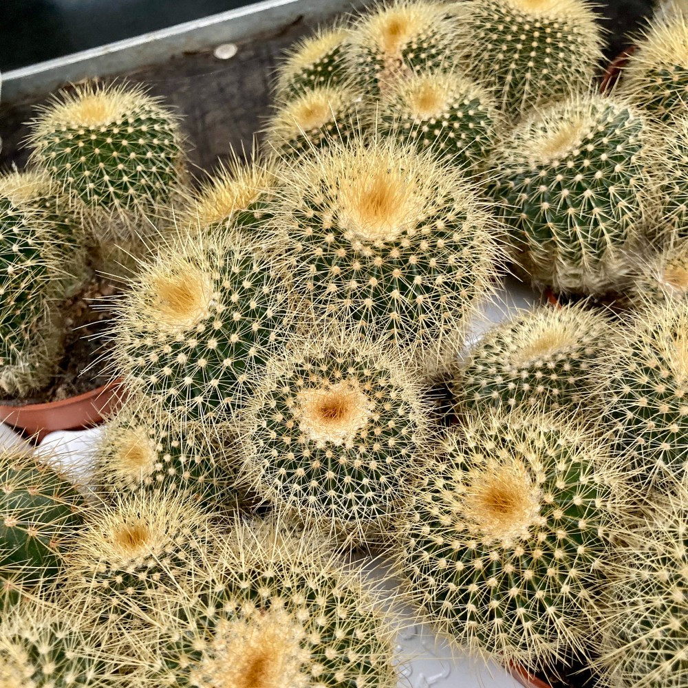 Eriocactus Leninghausii Pot Blanc - Pot De 10,5 Cm