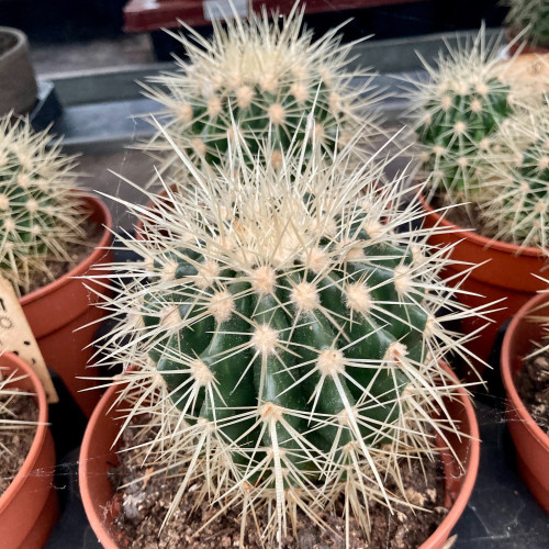 Ériocactus Warasii - Pot De 13 Cm