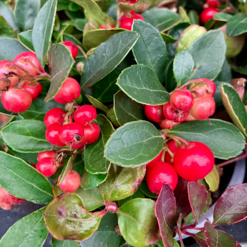 Ensemble de 6 plantes d'Hiver