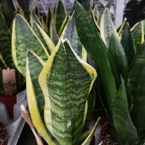 Sansevieria Superba - Pot De 12 Cm