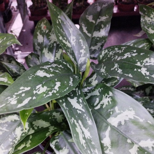 Aglaonema Maria - Pot De 14 Cm