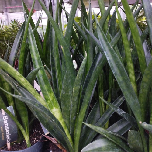 Sansevieria Kirki Friends - Pot De 12 Cm