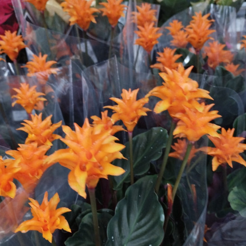 Calathea Crocata Tasmanie - Pot De 14 Cm