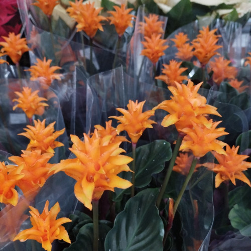 Calathea Crocata Tasmanie - Pot De 14 Cm