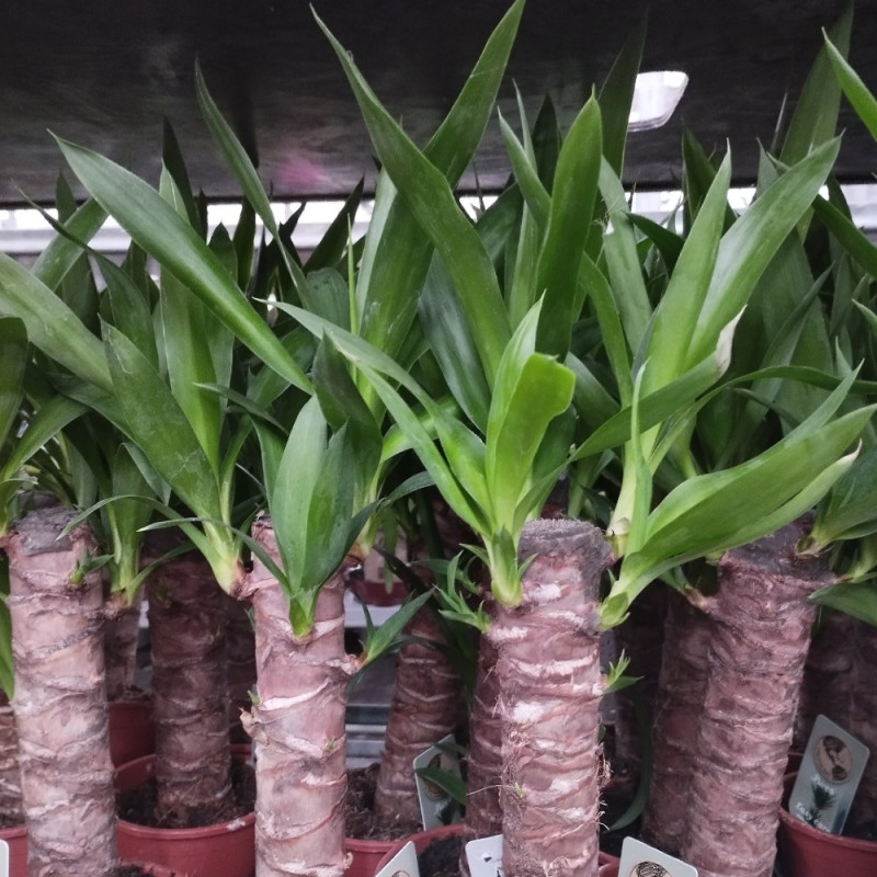 Plantes vertes d'intérieur : ficus, fougère, yucca