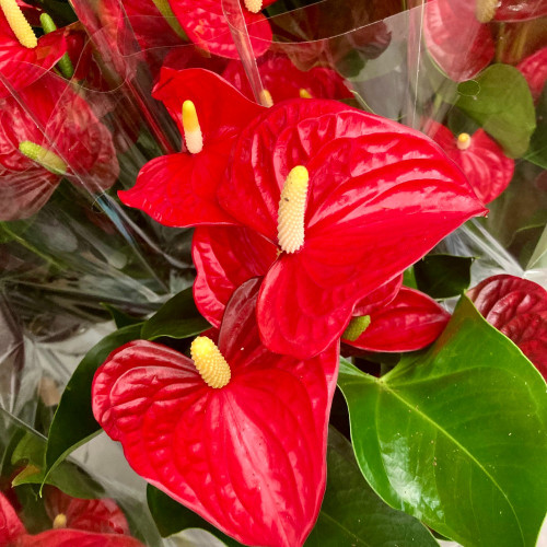 Anthurium Champion Rouge - Pot De 14 Cm