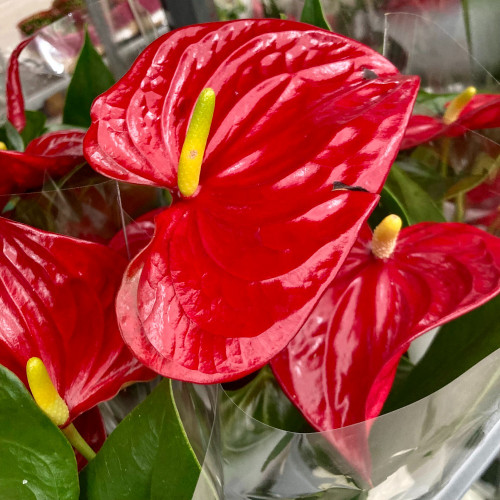 Anthurium Nevada - Pot De 14 Cm