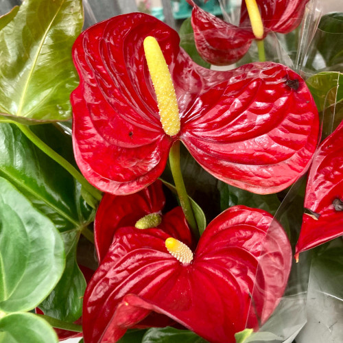 Anthurium Nevada - Pot De 14 Cm