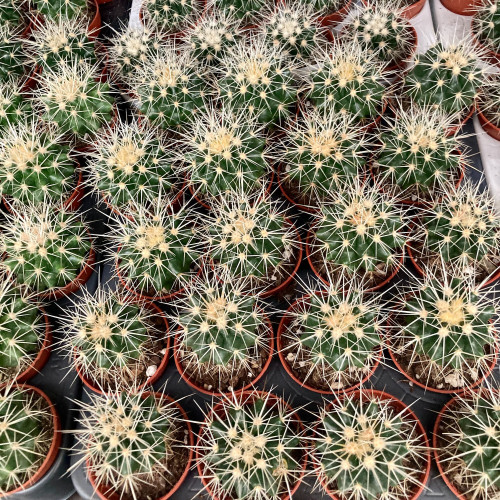 Echinocactus Grusonii Albispina - Pot De 8,5 Cm