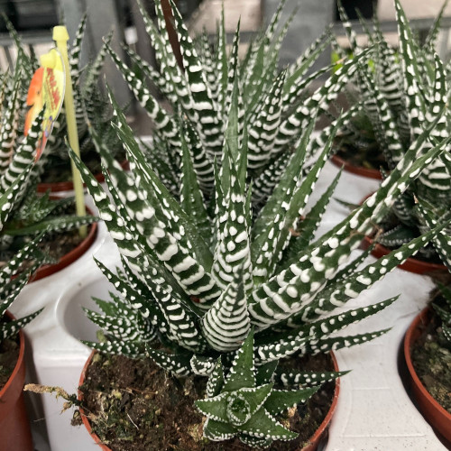 Haworthia Fasciata Big Band - Pot De 8,5 Cm