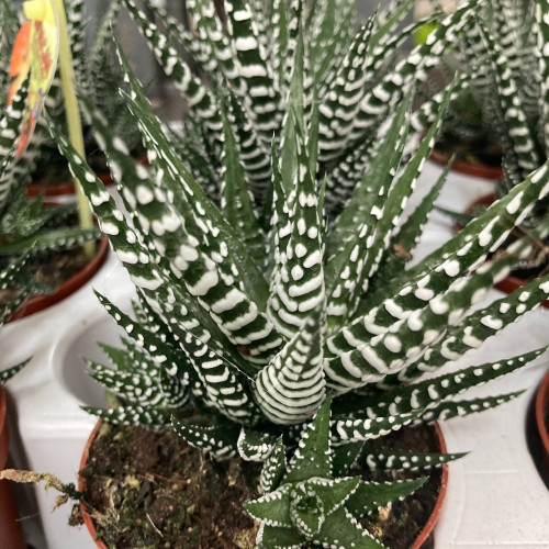 Haworthia Fasciata Big Band - Pot De 8,5 Cm